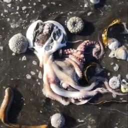 Обстоятельства гибели морских обитателей на юге Камчатки выясняются. Кадры из видео kristy_rozenberg