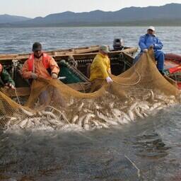 Добытчикам лосося готовят соглашения с регионами