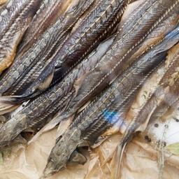 Росрыболовство подготовило изменения административного регламента по выдаче разрешения на экспорт осетровых рыб и продукции из них