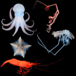 В районе Курильской котловины на глубине более 3,5 тыс. метров ученые ДВФУ и ДВО РАН обнаружили тысячу видов морских обитателей. Фото пресс-службы ДВФУ