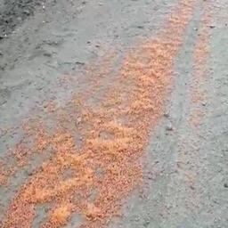 Убегающие браконьеры выбросили икру на автотрассу. Фото пресс-службы прокуратуры Камчатского края