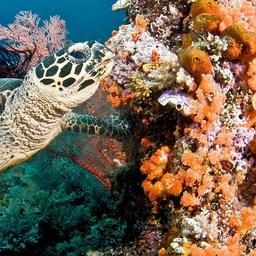 Коралловые рифы гибнут в результате деятельности человека, считают в ООН. Фото Дж. Дженк