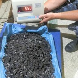 Общий вес задержанного сушеного трепанга составил 5,5 кг. Фото пресс-службы Хасанской таможни.
