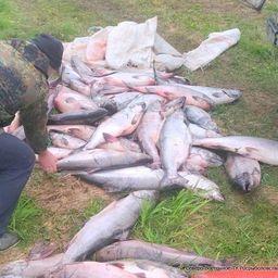 На реке Большая Усть-Большерецкого района инспекторы изъяли у браконьеров более 400 кг чавычи. Фото пресс-службы СВТУ