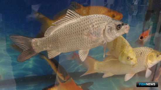 На стенде Ассоциации «Росрыбхоз» можно было познакомиться с многообразием рыбы, которую выращивают предприятия по всей стране