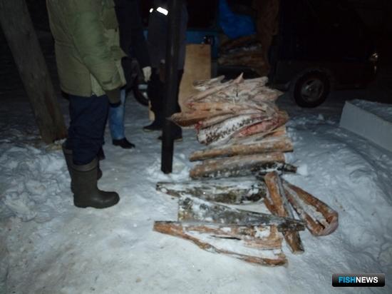 В поселке Де-Кастри сотрудники полиции изъяли более 900 кг осетровых. Фото пресс-службы УМВД России по Хабаровскому краю