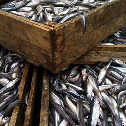 В трюме теплохода нашли более 3 тонн рыбы и рыбной продукции без ветеринарно-сопроводительных документов. Фото пресс-службы Северо-Западного теруправления Росрыболовства