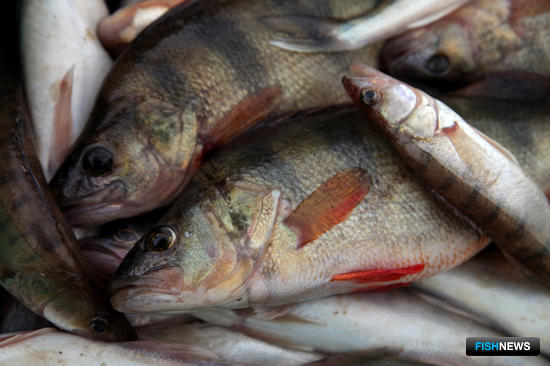 Товарное рыбоводство получит целевую программу