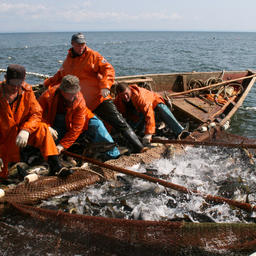 Комиссия по анадромным занимается регулированием промысла лососей
