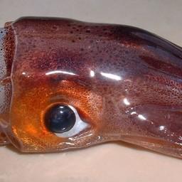 Тихоокеанский кальмар – лакомый объект для браконьеров из КНДР