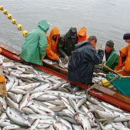Промысел лосося на Камчатке