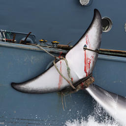 Добытый кит. Фото с сайта Гринпис