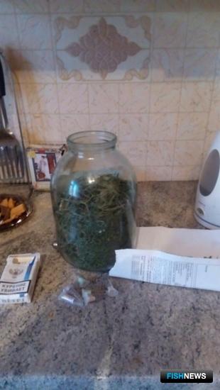Помимо «краснокнижной» рыбы в доме подозреваемого полицейские обнаружили более 100 граммов марихуаны. Фото пресс-службы регионального УМВД