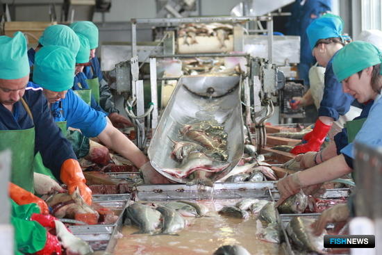 Переработка лосося на камчатском заводе
