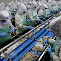 Производство креветки на вьетнамском заводе. Фото VNA