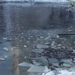 Массовый замор рыбы на реке Ижора в январе 2016 г. Фото с сайта ecosovetnik.ru