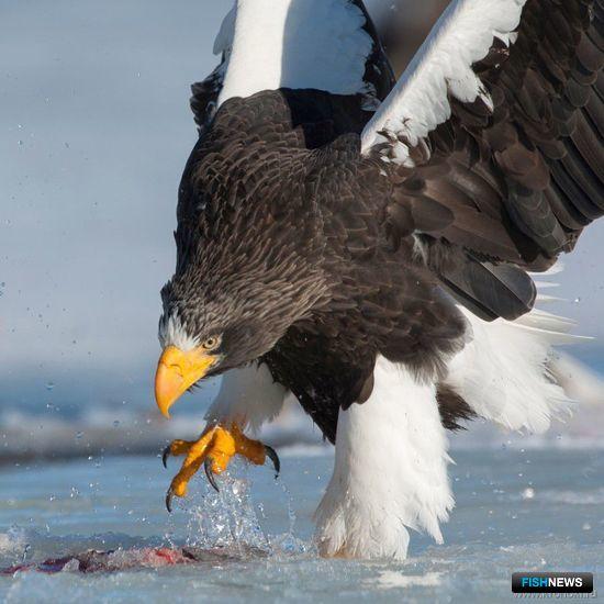 На водоеме кормятся лососем краснокнижные белоплечие орланы. Фото Сергея Горшкова