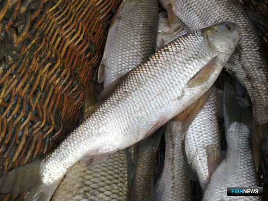 Вырезуб, выращенный рыбоводами ЗАО СХП «Липецкрыбхоз»