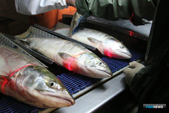 Лосось на рыбозаводе в Хабаровском крае. Фото регионального комитета рыбного хозяйства