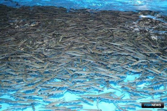 В Камчатском крае продолжается выпуск лососевой молоди. Фото с сайта Севвострыбвода
