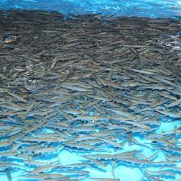 В Камчатском крае продолжается выпуск лососевой молоди. Фото с сайта Севвострыбвода