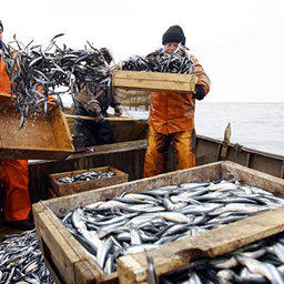 Российские рыбаки ежегодно увеличивают вылов. Фото с сайта администрации НАО