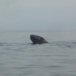 Серый кит у побережья Сахалина