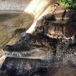 Крокодил и черепахи – дружба навек. Фото из Instagram зоопарка «Садгород»