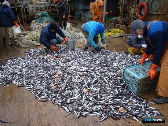 Самой распространенной рыбой в море Лаптевых была сайка (около 130 тыс. тонн и почти 99% от всей учтенной ихтиофауны). Фото пресс-службы института