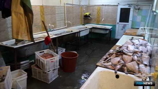 В Камчатском крае закрыли два цеха, занимавшихся незаконной переработкой рыбы. Скриншот оперативной съемки