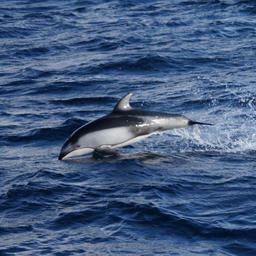 Тихоокеанский белобокий дельфин. Автор фото Павел Гущеров