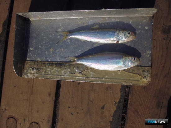Ихтиологи Азовского НИИ рыбного хозяйства провели рейс по изучению состояния рыбных запасов. Фото пресс-службы института