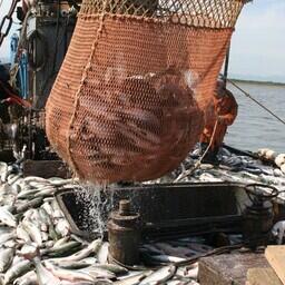 К 10 сентября вылов тихоокеанских лососей на Дальнем Востоке превысил 580 тыс. тонн
