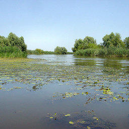 Дельта реки Волга. Фото Mark Voorendt («Википедия»)
