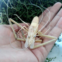 В водохранилище Капшагай появился новый для водоема вид креветки. Фото пресс-службы КазНИИРХ