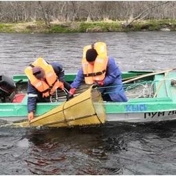 В этом году мальково-учетные работы на реках западного побережья Камчатки стартовали раньше традиционных сроков. Фото пресс-службы КамчатНИРО
