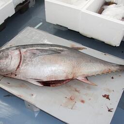 Тунцы — важный объект мирового рыболовства