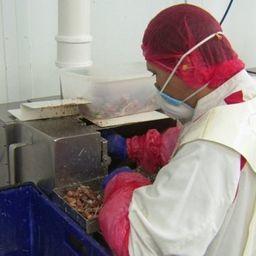На крабовой фабрике в Девоне 60% работников – гастарбайтеры из ЕС. Фото пресс-службы BBC