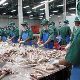 Переработка рыбы на китайском заводе. Фото с сайта Undercurrent News