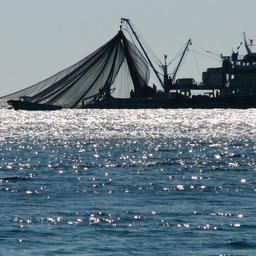 Рыбный промысел у крымских берегов. Фото пресс-службы департамента сельского хозяйства Севастополя