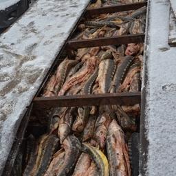 В Оренбургской области предотвратили незаконный ввоз 1,3 тонны осетровых из Казахстана. Фото пресс-службы Приволжского таможенного управления
