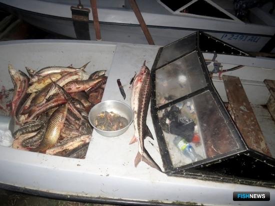 Рыбу выловили с помощью запрещенных орудий. Фото пресс-службы УМВД России по Астраханской области