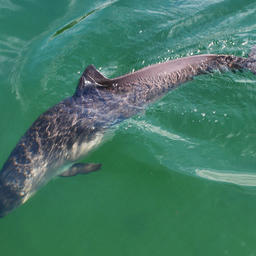 Морская свинья часто попадается в норвежские сети. Фото из «Википедии»