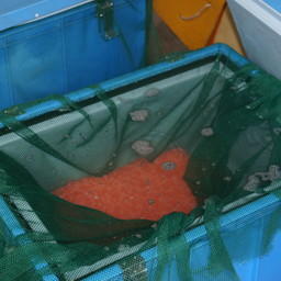На Камчатке стартовал сезон закладки икры для воспроизводства лососей. Фото пресс-службы Северо-Восточного филиала Главрыбвода