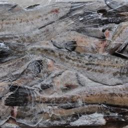 Мороженый минтай – одна из основных позиций российского рыбного экспорта