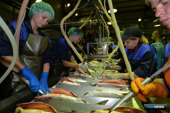 На внутренний рынок поставлено более половины произведенной в Хабаровском крае рыбопродукции. Фото Валерия Спидлена 