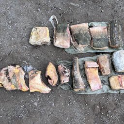 Госавтоинспекторы обнаружили в багажнике иномарки 24 фрагмента амурского осетра. Фото пресс-службы МВД России