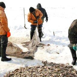 Ямальские промысловики добыли свыше 600 тонн рыбы. Фото пресс-службы правительства ЯНАО. CC BY-SA 4.0