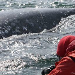 Самка серого кита подплыла к лодке исследователей. Фото пресс-службы ФГБУ «Кроноцкий государственный заповедник»