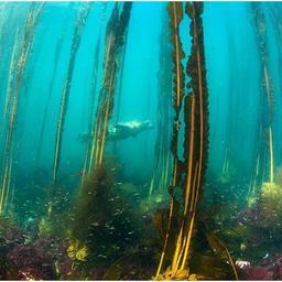Заросли морской капусты - уникальная среда обитания для многих морских организмов. Фото Андрея Сидорова